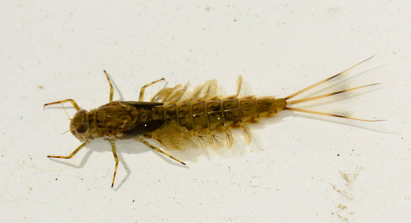 Siphloneuridae